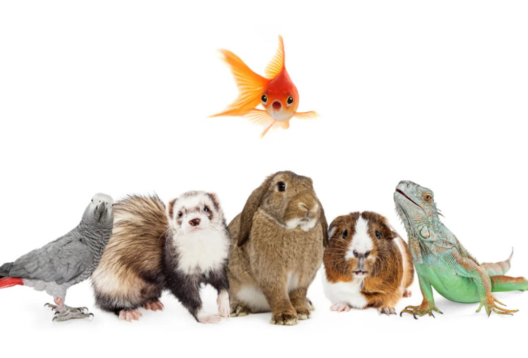Birds & Small Pets