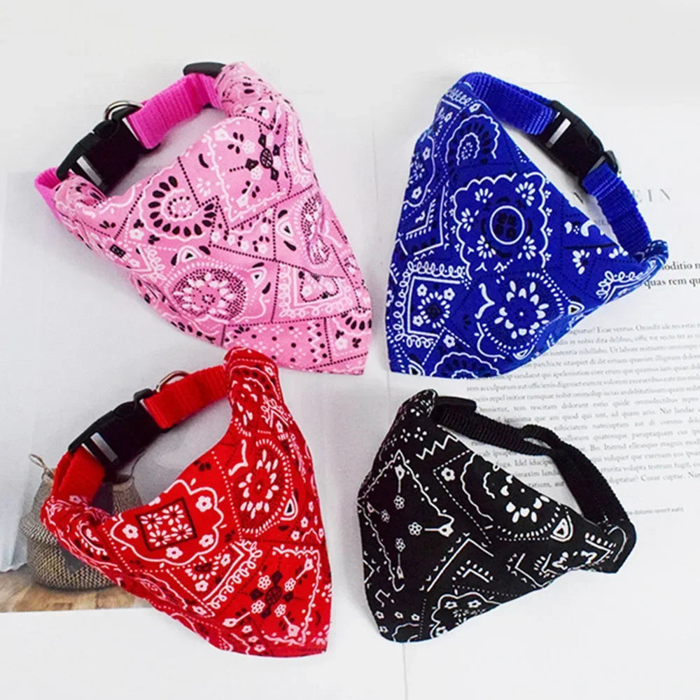Leashes, Collars & Bowls