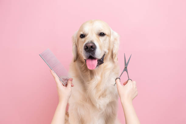 Grooming & Care